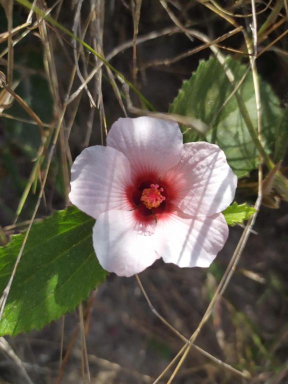  Sítio São Miguel - Carrancas - MG - Chalé Girassol