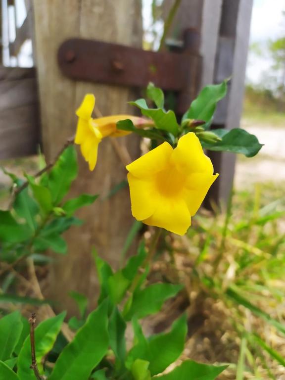  Sítio São Miguel - Carrancas - MG - Chalé Girassol