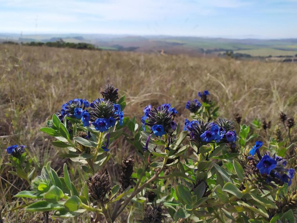  Sítio São Miguel - Carrancas - MG - Chalé Girassol