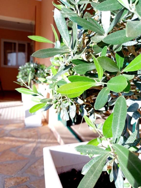 Zahrada ubytování Vergina Star Hotel