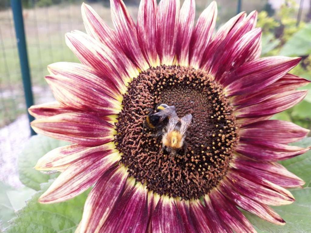 雲特史比斯的住宿－Saulespuķe，紫色花上的大黄蜂