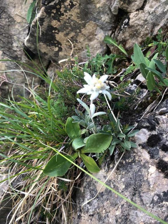 Fotografia z galérie ubytovania Apart Waldesruh v destinácii Arzl im Pitztal