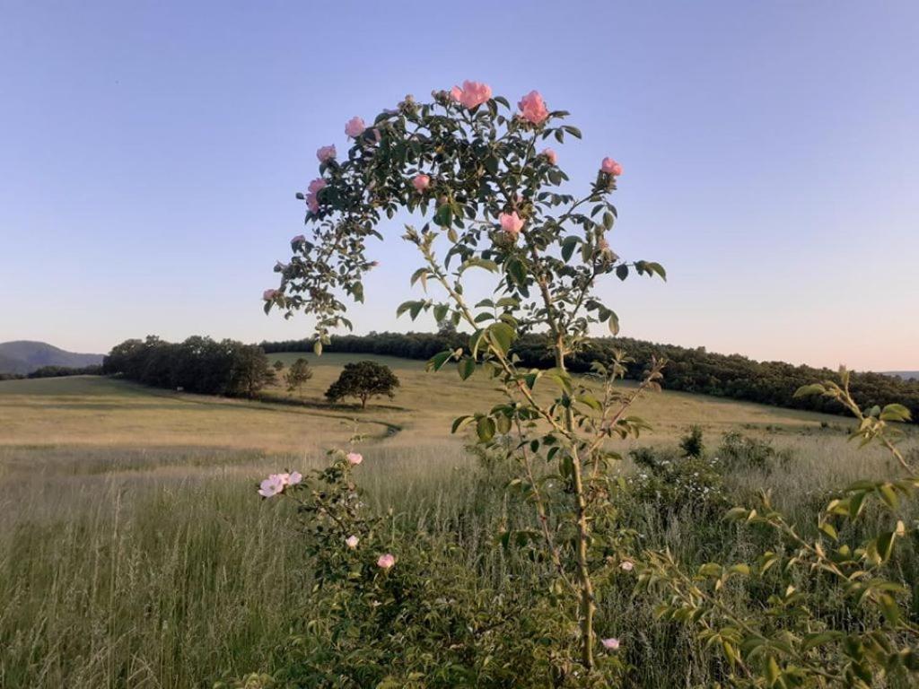 een boom in het midden van een veld met roze bloemen bij Mákvirágház2 in Zebegény