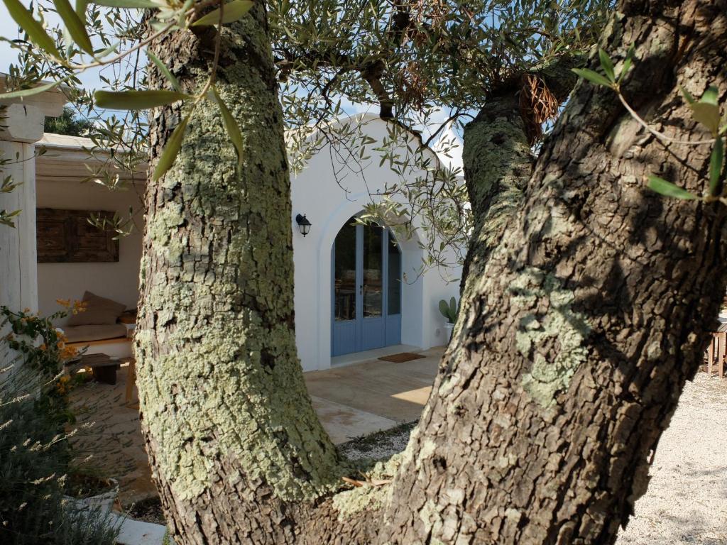 Fotografie z fotogalerie ubytování Trullo Messapico - contrada Montecalvo v destinaci Ceglie Messapica