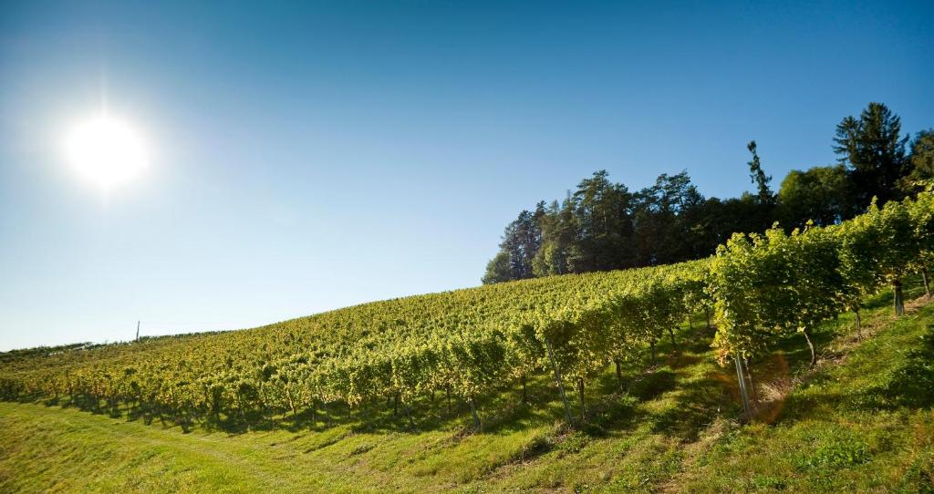 Paesaggio naturale nelle vicinanze dell'affittacamere
