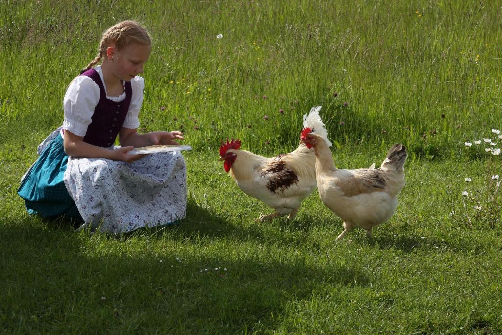 Zvířata v farmy nebo okolí