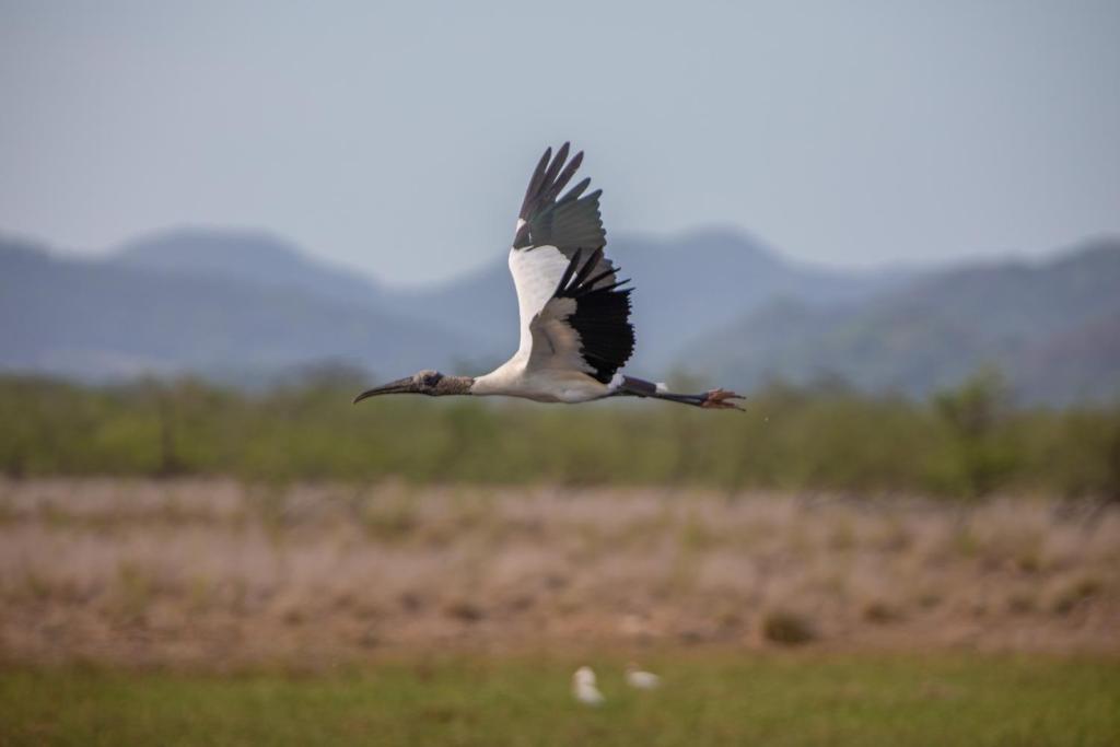 a bird flying in the air over a field at Rancho Humo Estancia in Puerto Humo
