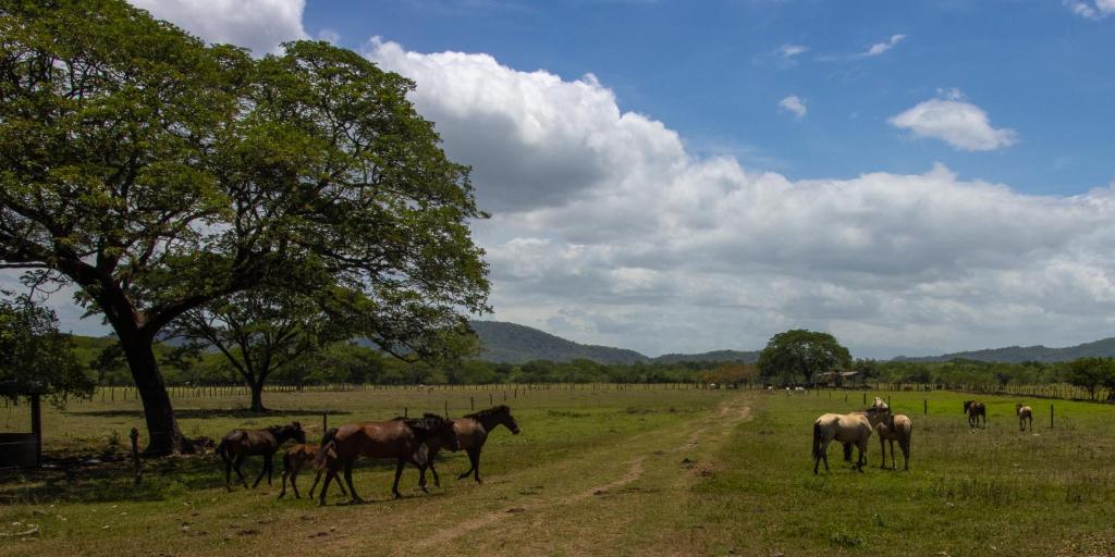 a group of horses standing in a field at Rancho Humo Estancia in Puerto Humo