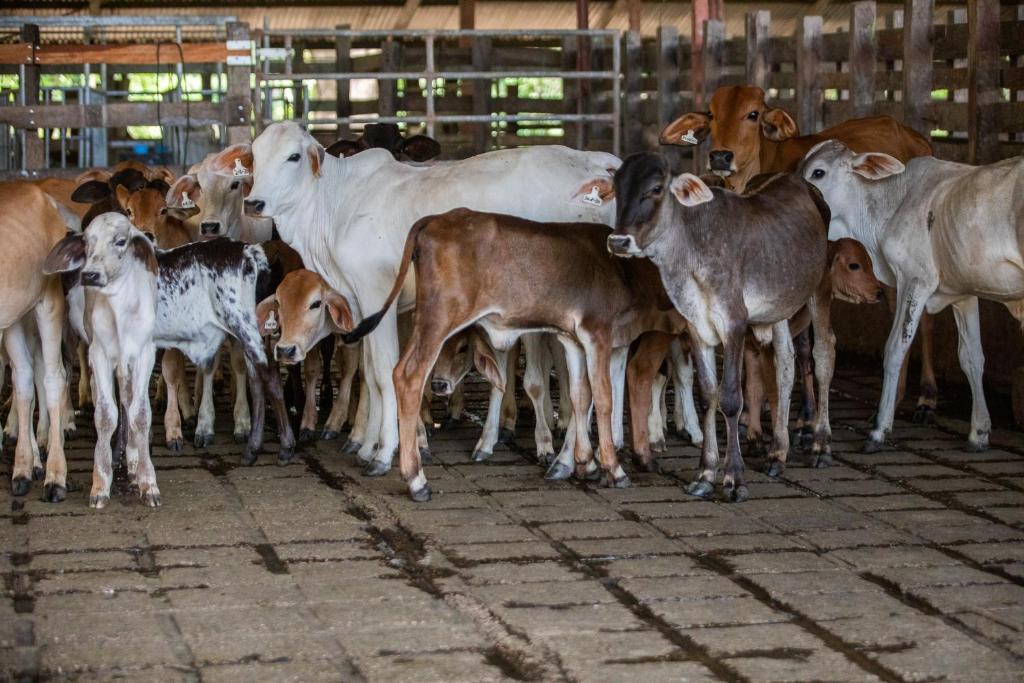 a group of cows standing in a barn at Rancho Humo Estancia in Puerto Humo