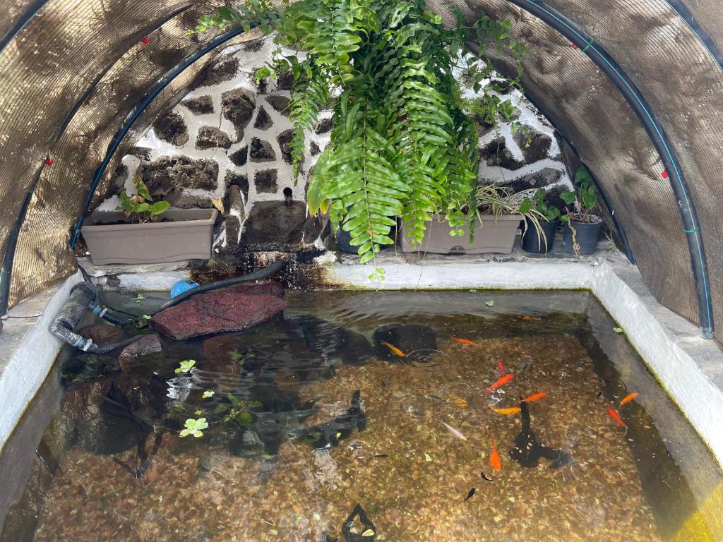 Zahrada ubytování Vistamar La Caleta