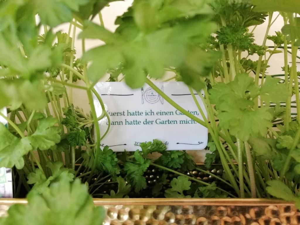 Vonkajšia záhrada v ubytovaní Seehotel Grüner Baum