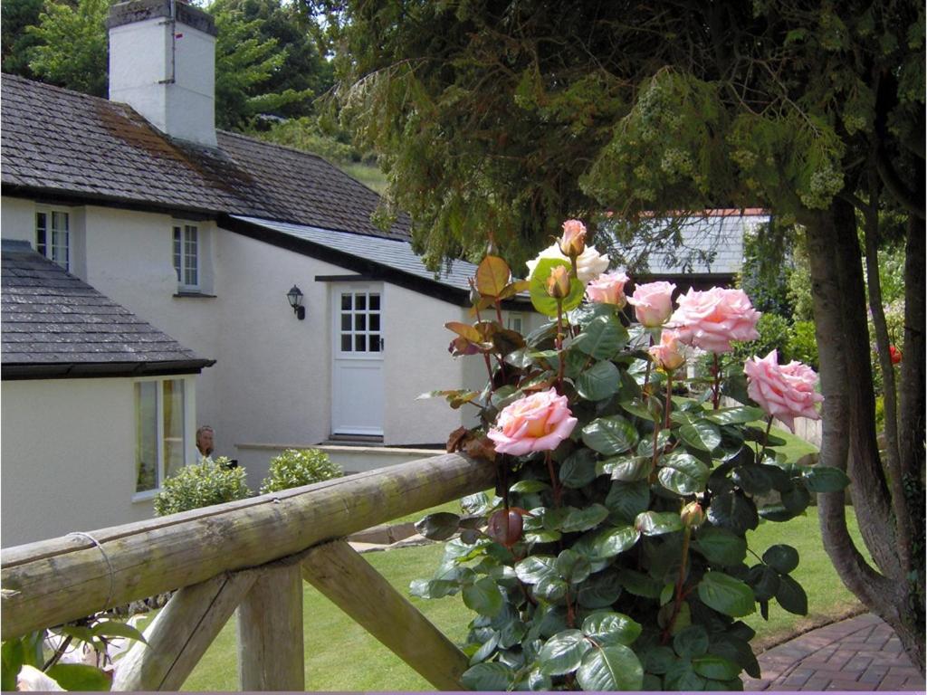 a bush of pink roses on a fence in front of a house at Frogwell in Strete