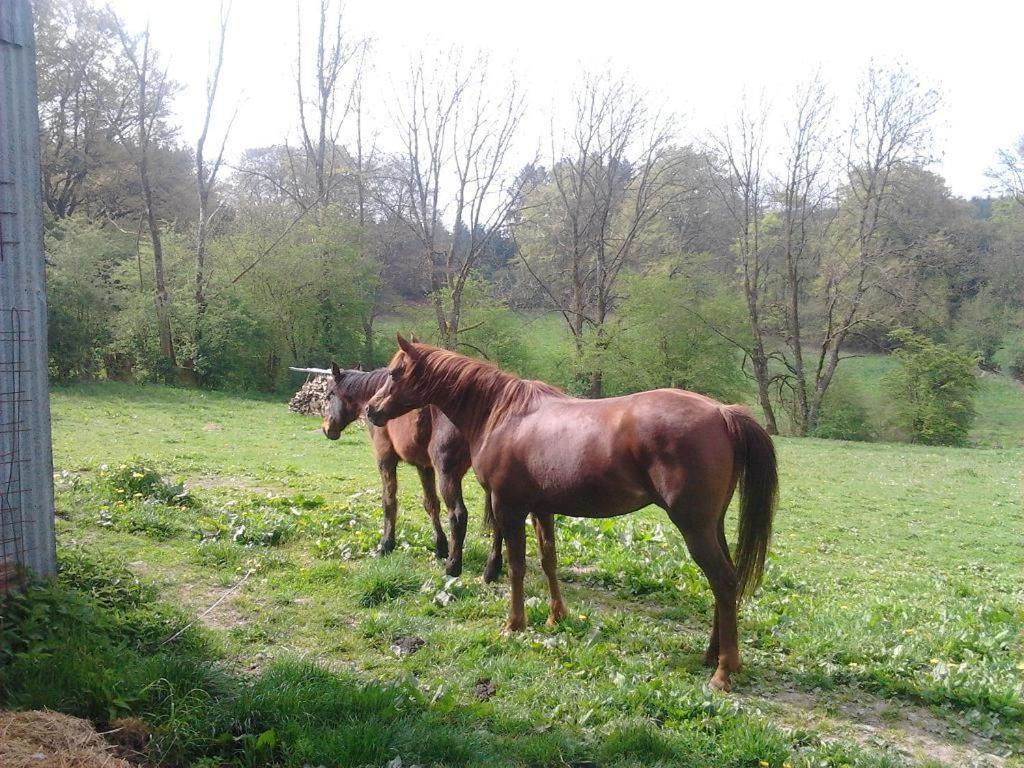 Zvířata v prázdninového domu nebo okolí