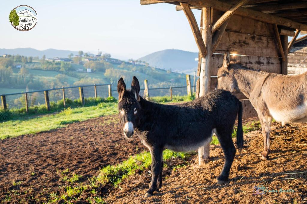 Állatok a panzióban vagy a közelben