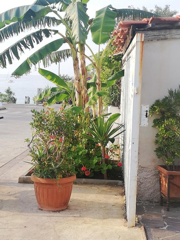 Ogród w obiekcie Appartamenti Tropea Gargano