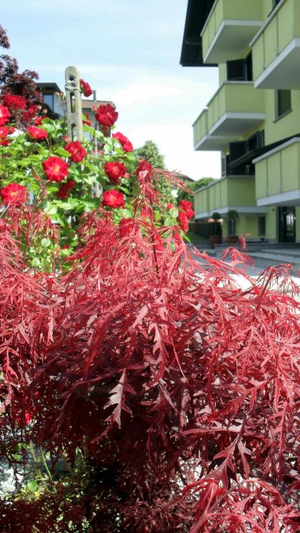 Zahrada ubytování Albergo Residence Isotta