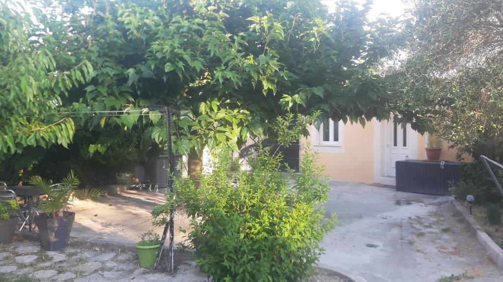 un jardin avec beaucoup d'arbres et de plantes dans l'établissement Ogooué Studio, à Carpentras