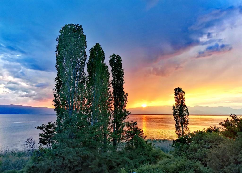 a group of cypress trees in front of a sunset at Villa Kalina in Ohrid