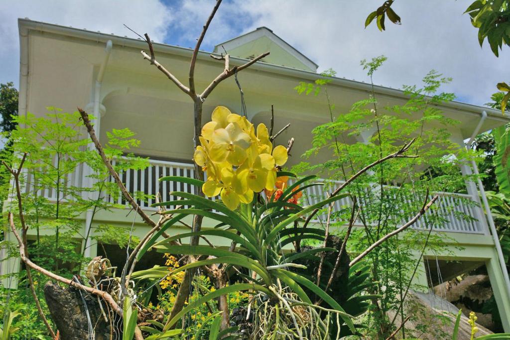 Zahrada ubytování Petit Baie Chalets