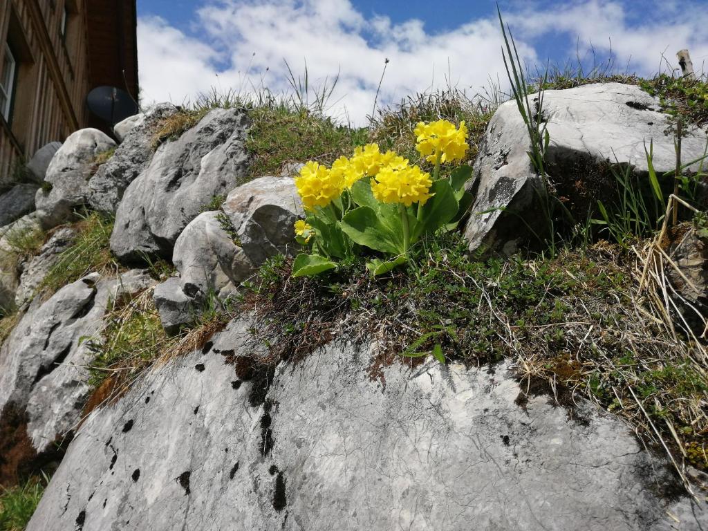 Fotografie z fotogalerie ubytování Gindlhütte v destinaci Tauplitzalm