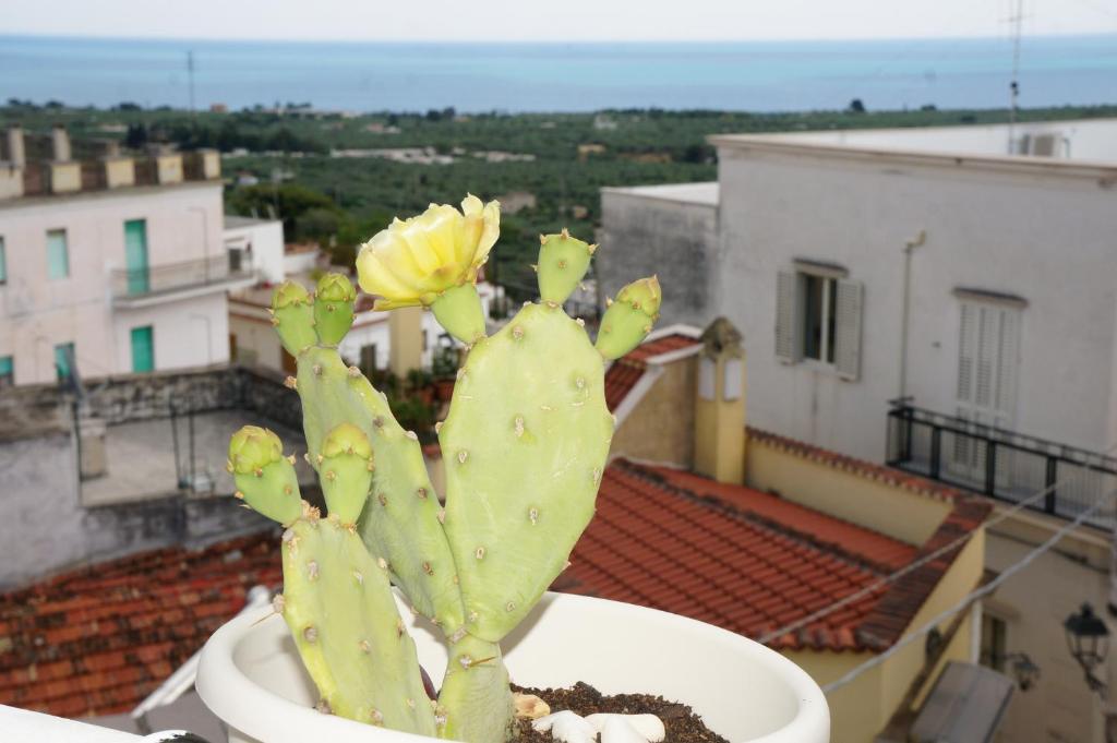 Fotografie z fotogalerie ubytování Casa Junno v destinaci Mattinata