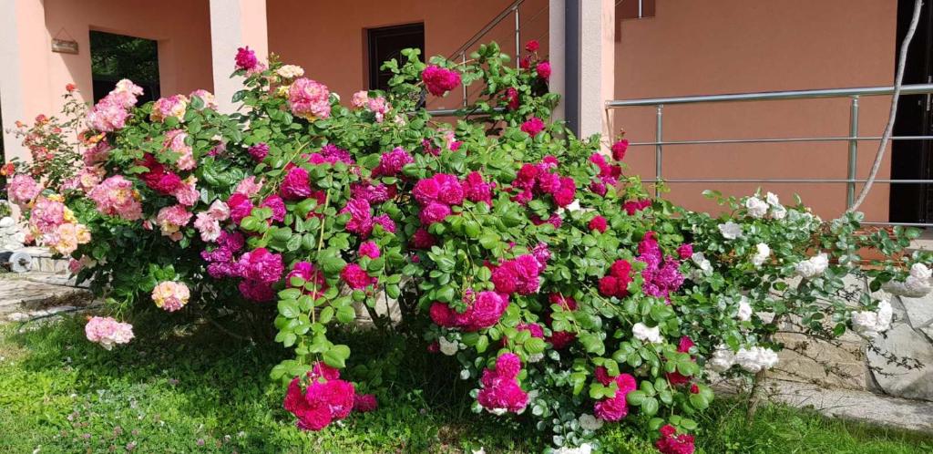 Zahrada ubytování Villa Persik