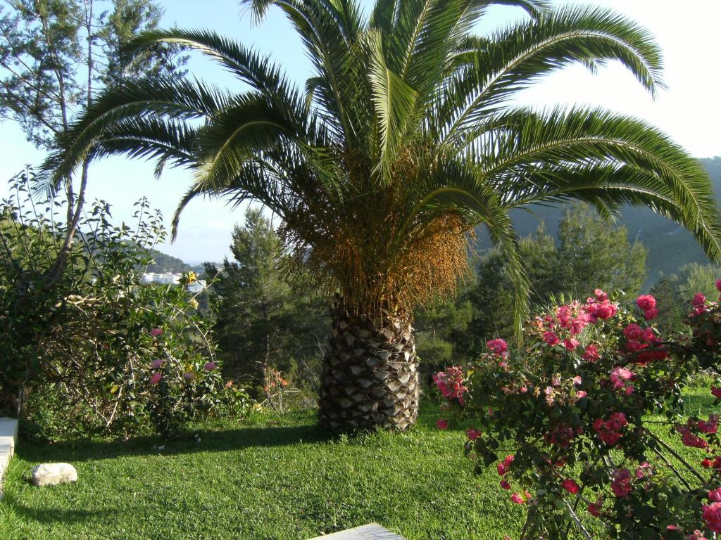 a palm tree in a yard with flowers at Hotel Rural Can Maries in Puerto de San Miguel
