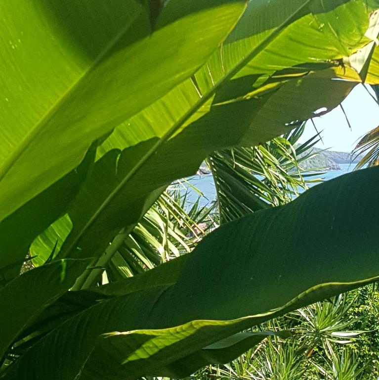 Zahrada ubytování Studio Frangipani dans Villa Fleurs des Iles