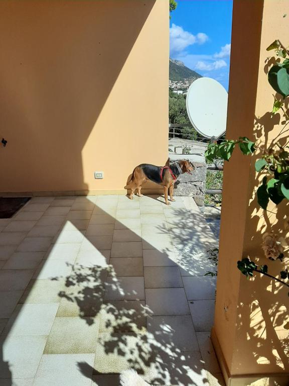 Domáce zviera alebo zvieratá hostí v ubytovaní Luna e Mare