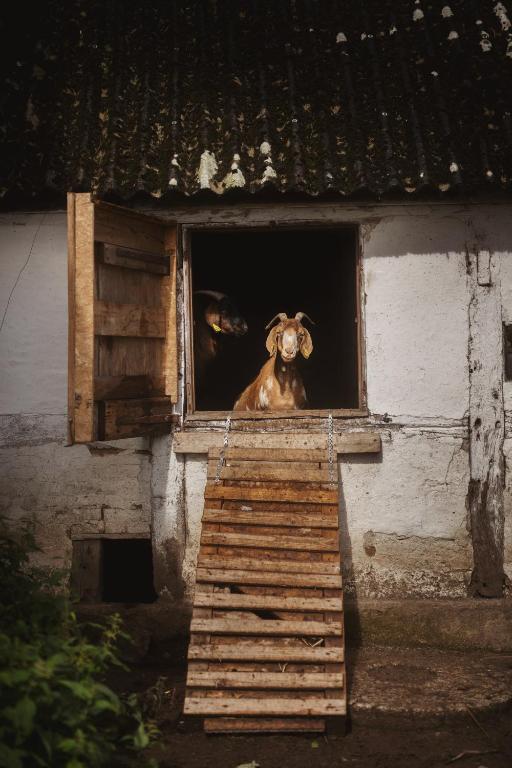 Domácí mazlíčci ubytovaní s hosty v ubytování Dambækgaard Sustainable Farm