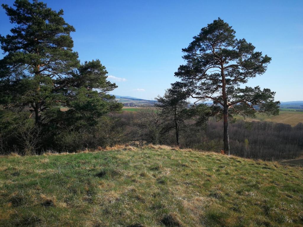 ビストシツァ・クウォツカにあるSiedlisko Waliszówkaの畑の上に二本の木がある丘