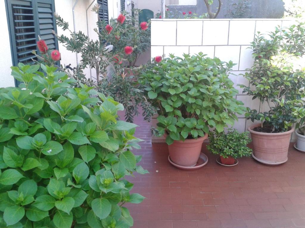 Vonkajšia záhrada v ubytovaní Guesthouse Anna