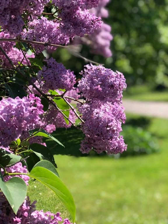 Zahrada ubytování Pensionat Haga Öland