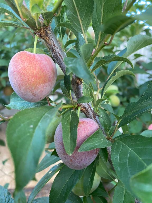 Quinta do Sr. Cabrita - 15