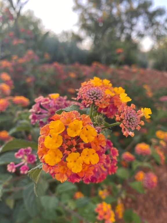 Quinta do Sr. Cabrita - 14