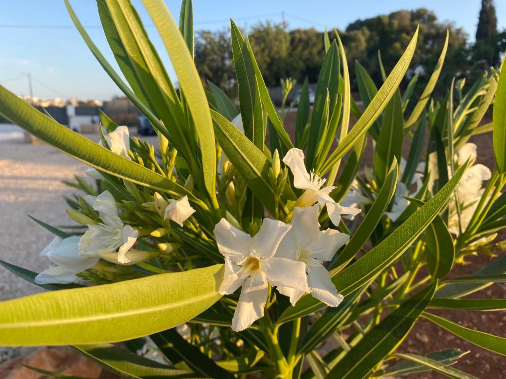 Quinta do Sr. Cabrita - 13