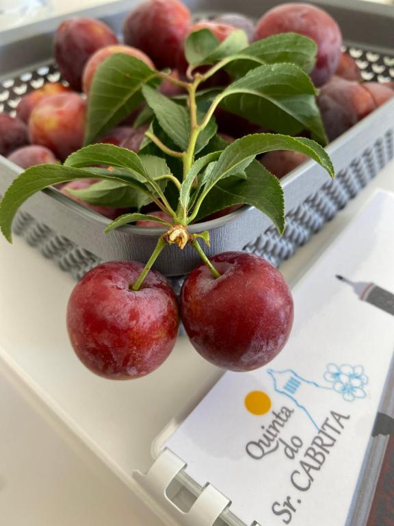 Quinta do Sr. Cabrita - 11