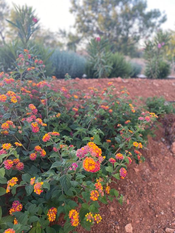 Quinta do Sr. Cabrita - 10