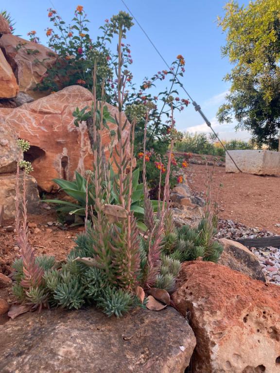 Quinta do Sr. Cabrita - 17