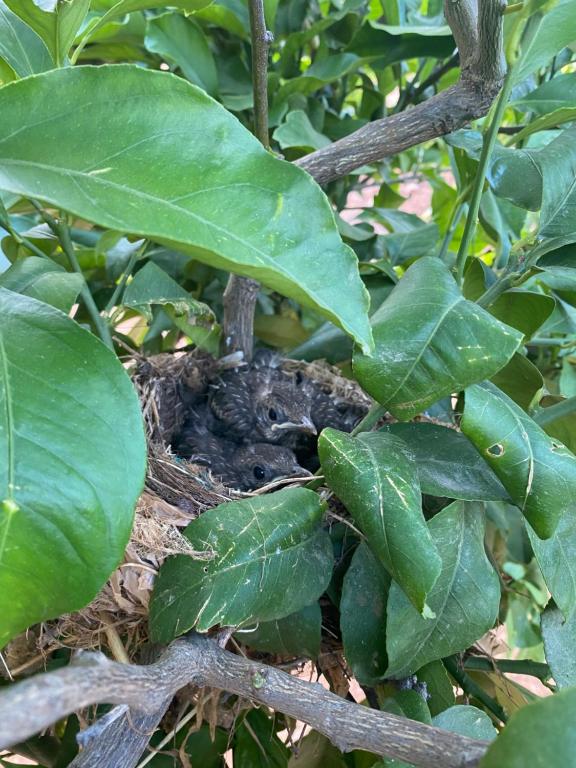 Quinta do Sr. Cabrita - 7