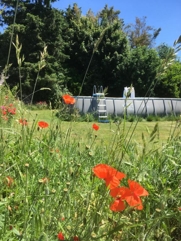 a field of poppies and flowers in a yard at Loire Valley Llama Farm Stay in Lavernat