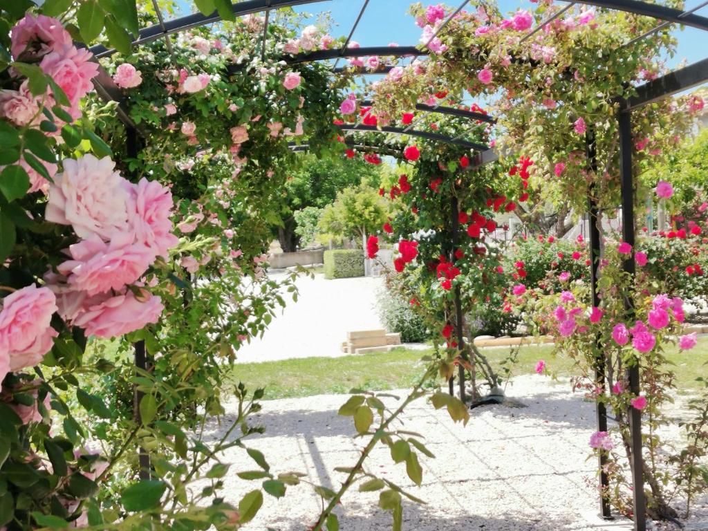 un jardin avec des fleurs roses sur une pergola dans l'établissement Gîte en Provence Lavande, à Modène