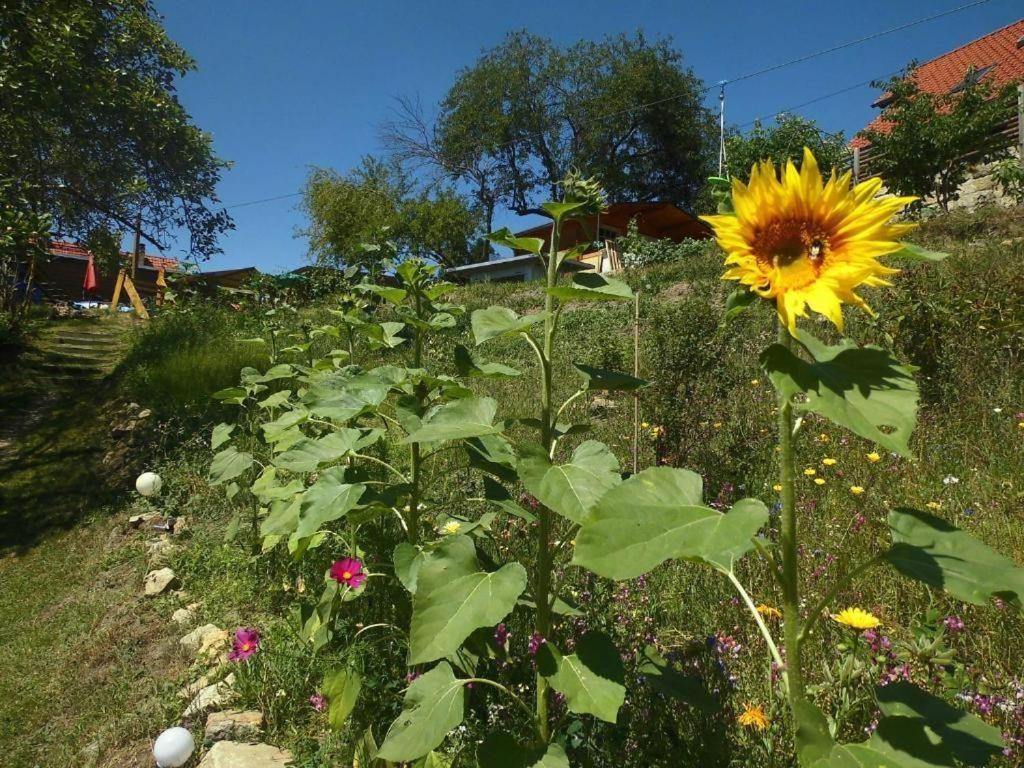 ein Feld von Sonnenblumen in einem Hof in der Unterkunft Ferienwohnung zur Eselsbrücke in Rathmannsdorf