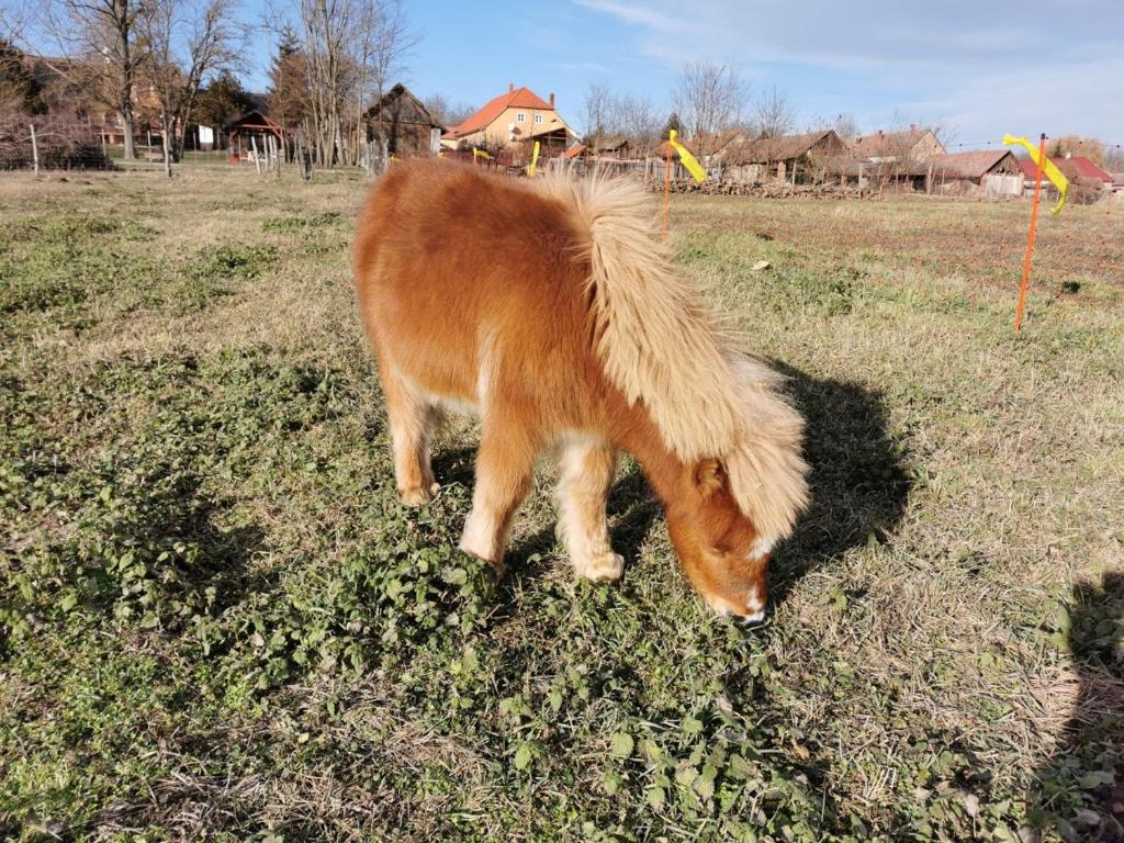 Zvířata v prázdninového domu nebo okolí