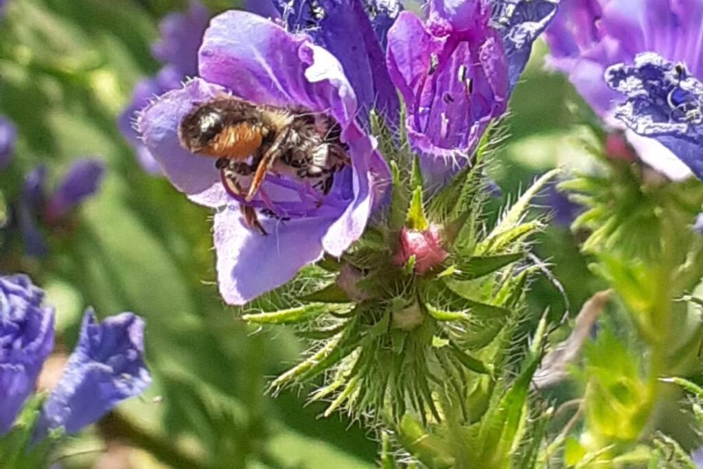 a bee is sitting on a purple flower at La maison parfumée in La Valade