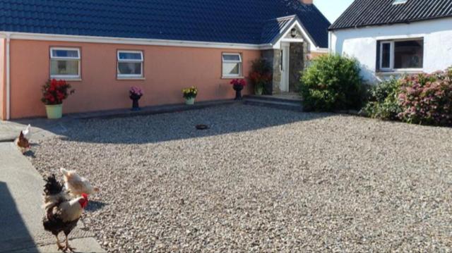 two chickens walking in front of a house at The Cosy Barn in Kilrush