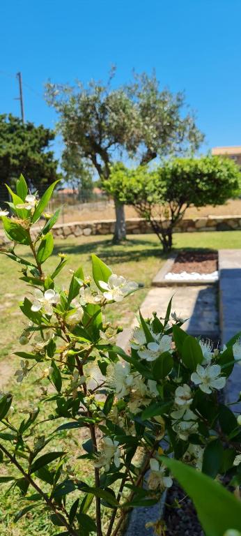 un arbusto con flores blancas en un parque en House Castiadas tra Mare e Montagna, en Castiadas