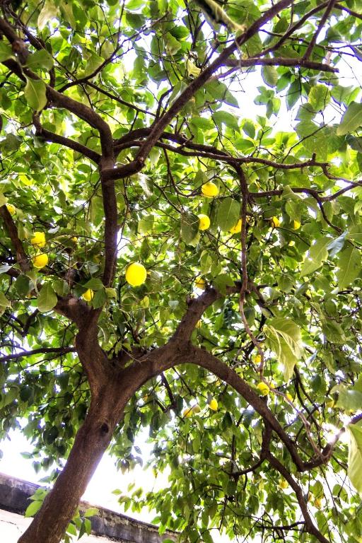 Zahrada ubytování Il Limone A San Pietro