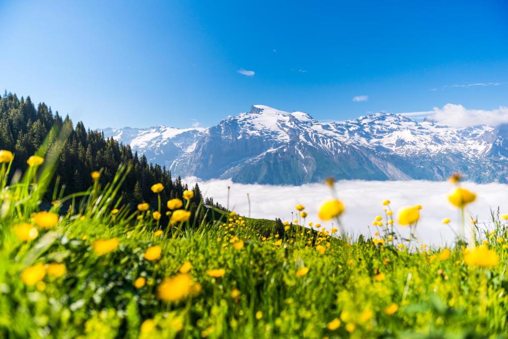 a field of flowers with mountains in the background at Hotel Central in Engelberg