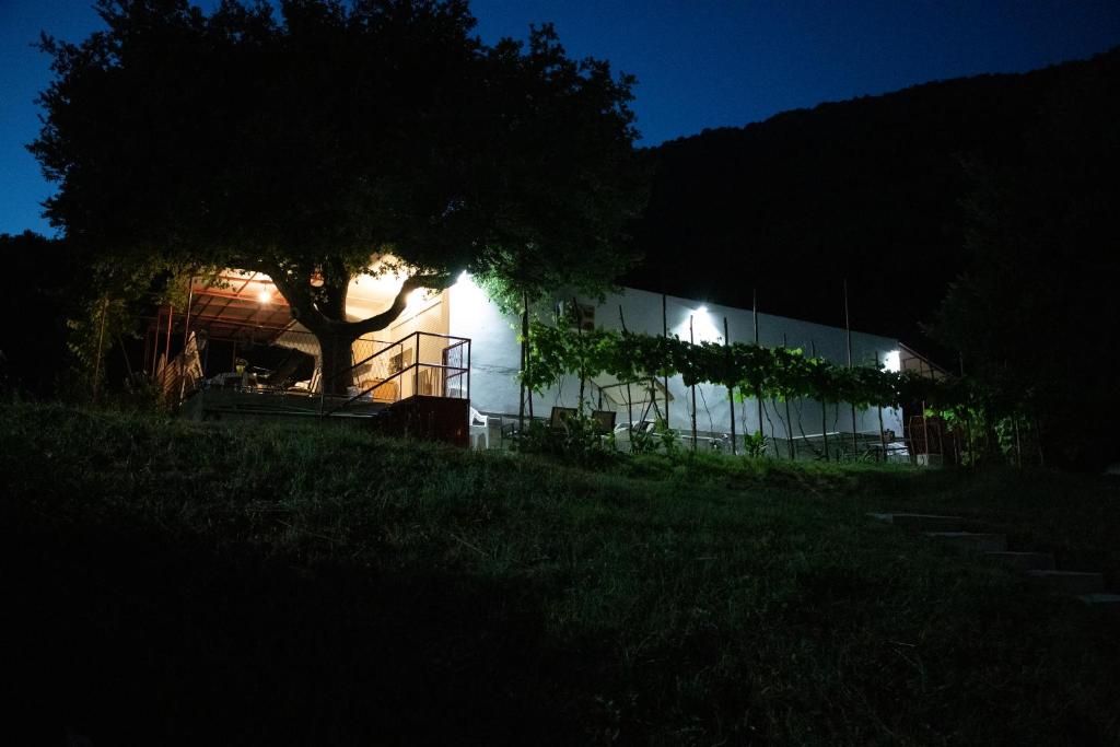a building with a tree in front of it at night at 4 Studios Becic in Budva